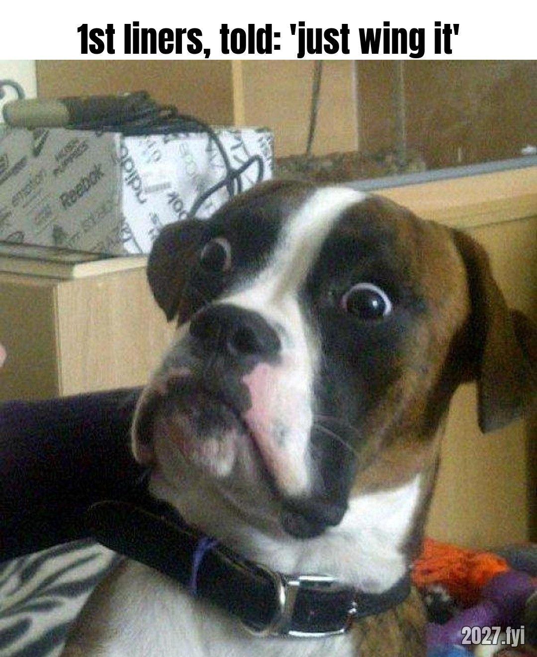 A boxer dog stares wide-eyed in shock. Label: 1st liners, told: 'just wing it'
