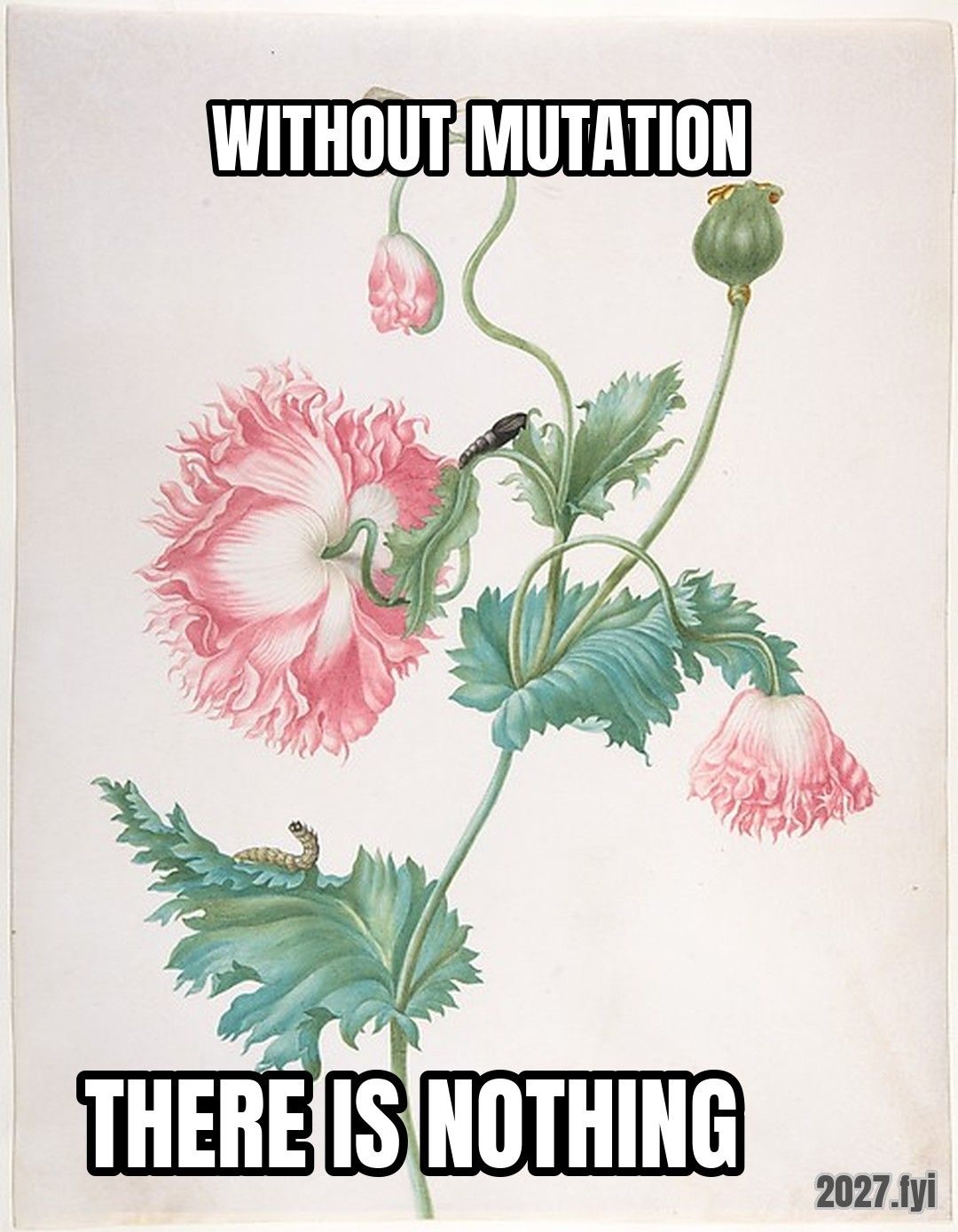 A botanical study of a poppy with caterpillar and pupa. WITHOUT MUTATION / THERE IS NOTHING